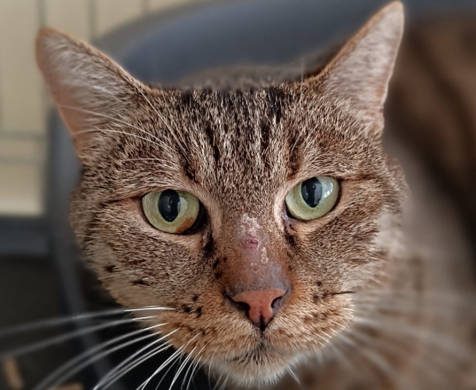 Marwan - Chat Européen à adopter