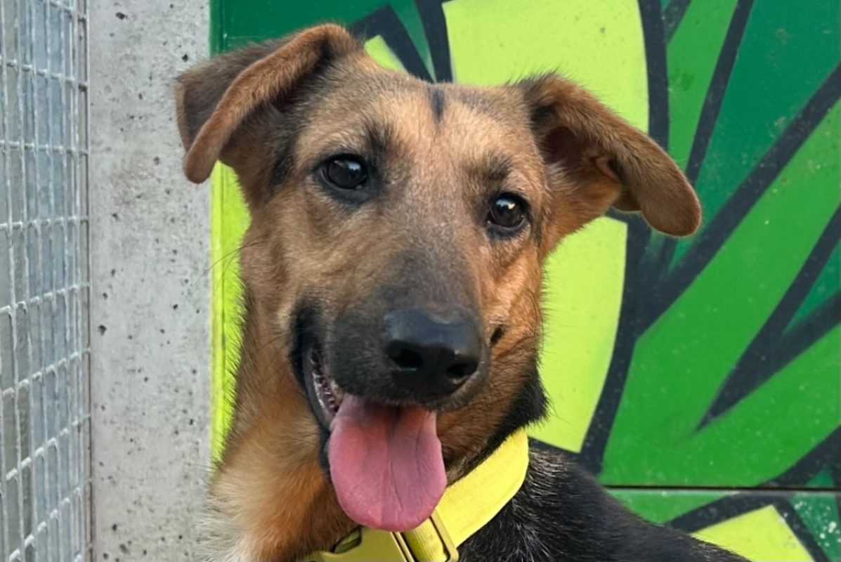 Kyona - Chien à adopter