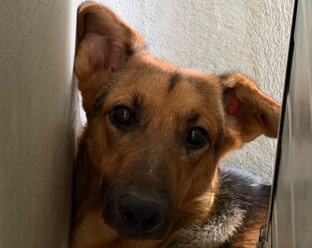 Kyona - Chien à adopter - photo 2