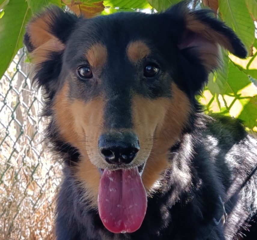 Helios - Chien à adopter