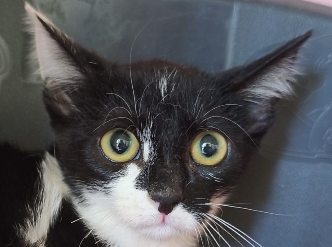 Pastèque - Chat Européen à adopter