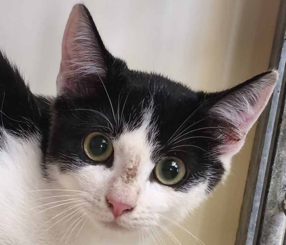 Pamplemousse - Chat Européen à adopter