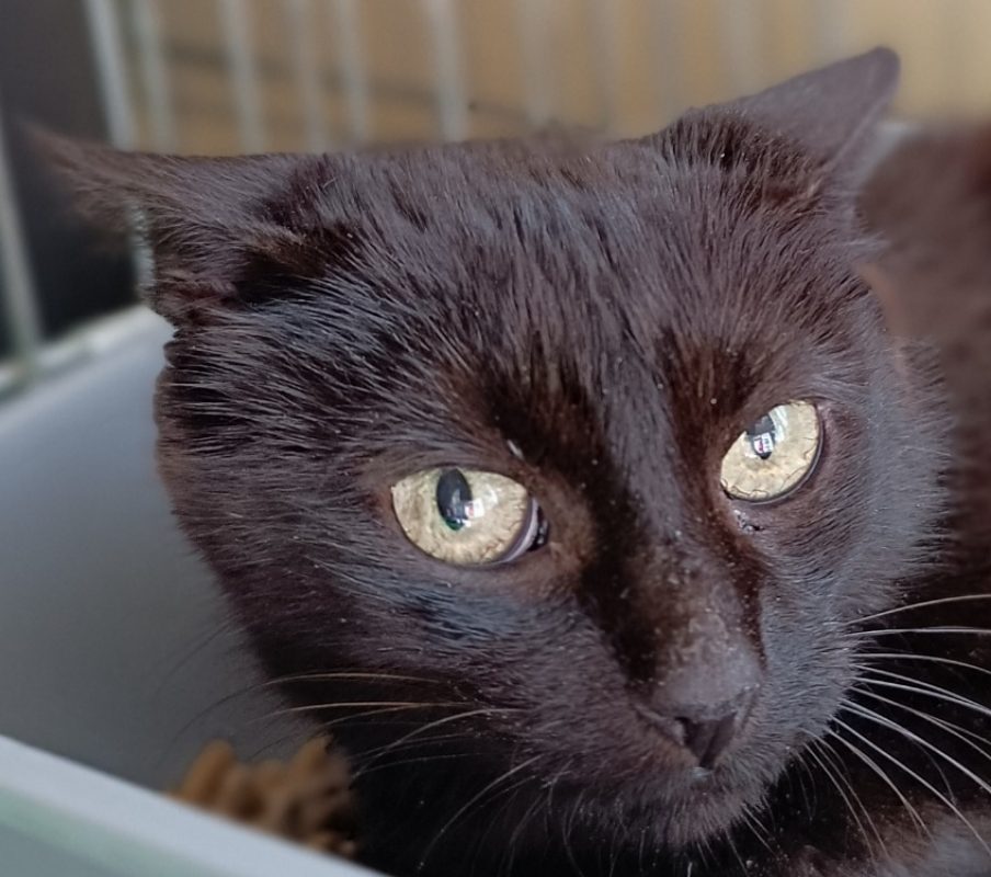Aela - Chat Européen à adopter