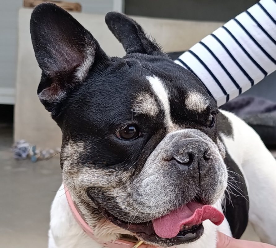 Polly - Chien Bouledogue Français à adopter