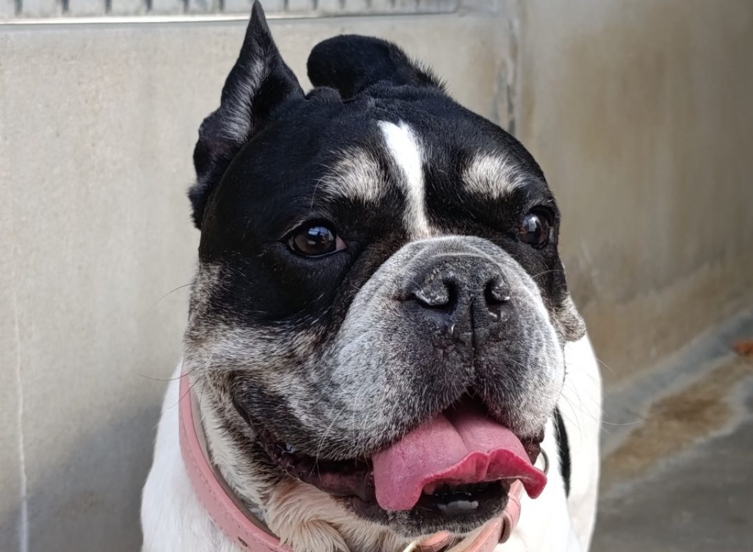 Polly - Chien Bouledogue Français à adopter - photo 2