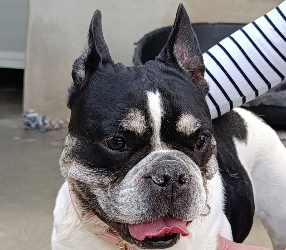 Polly - Chien Bouledogue Français à adopter - photo 3