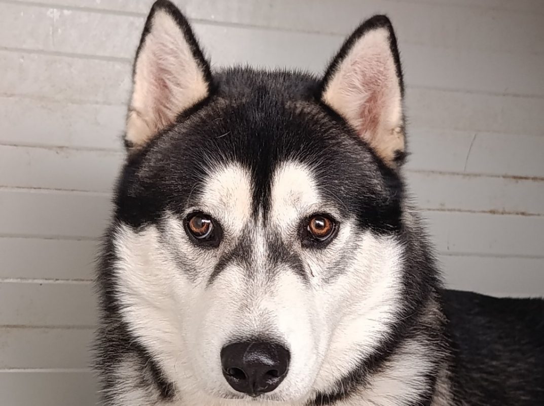 Aiko - Chien Husky Sibérien à adopter