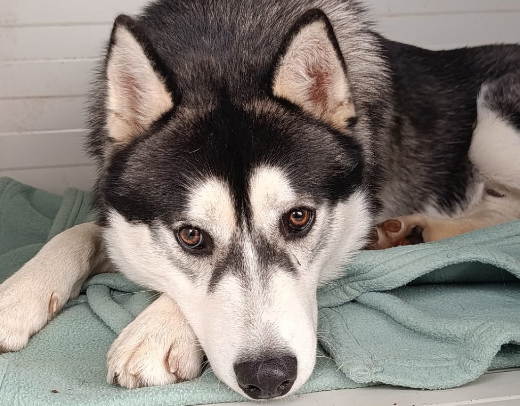 Aiko - Chien Husky Sibérien à adopter - photo 2