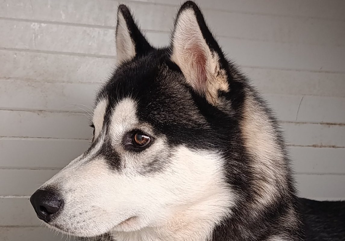 Aiko - Chien Husky Sibérien à adopter - photo 3
