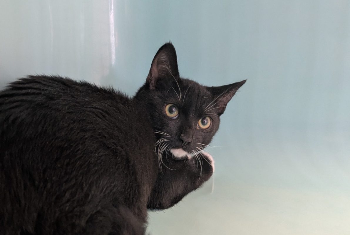 Baltic - Chat Européen à adopter