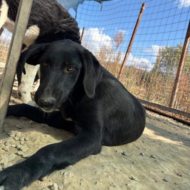 SCARLETT - Chien à adopter - photo 5