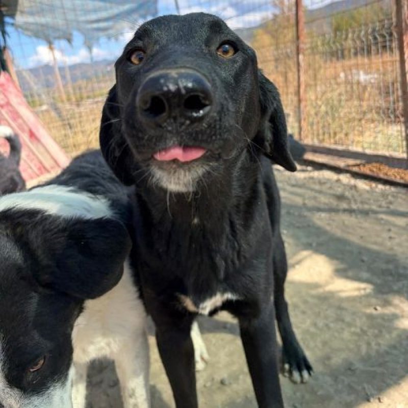 SCARLETT - Chien à adopter - photo 2