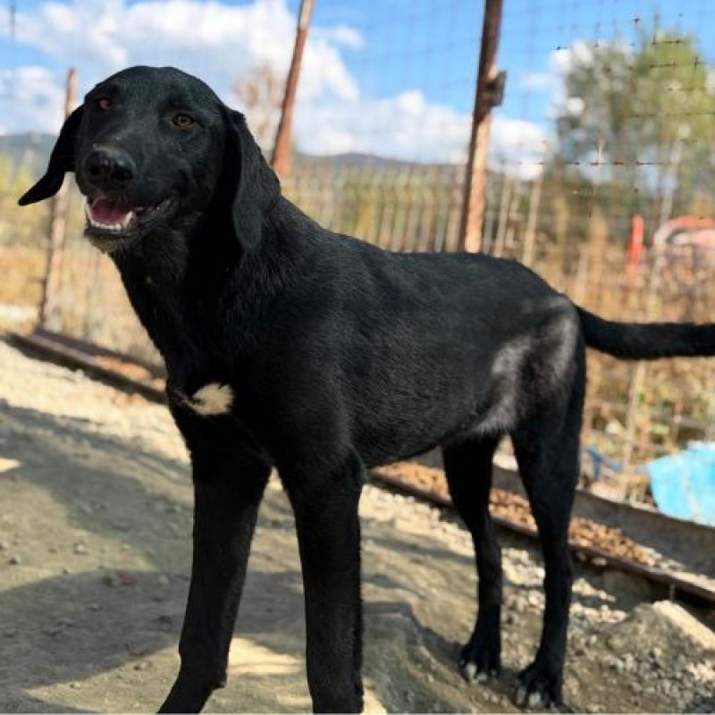 SCARLETT - Chien à adopter - photo 4