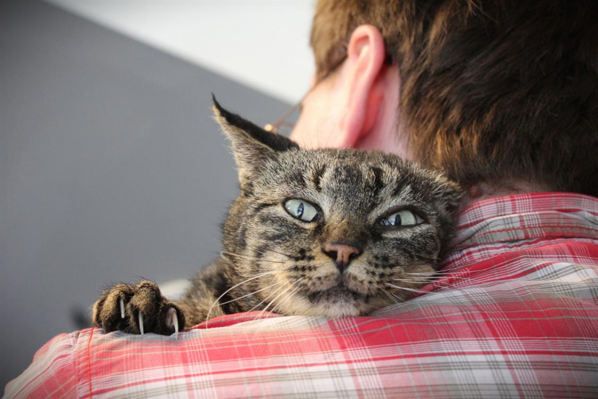 Photo #1 de Moresque