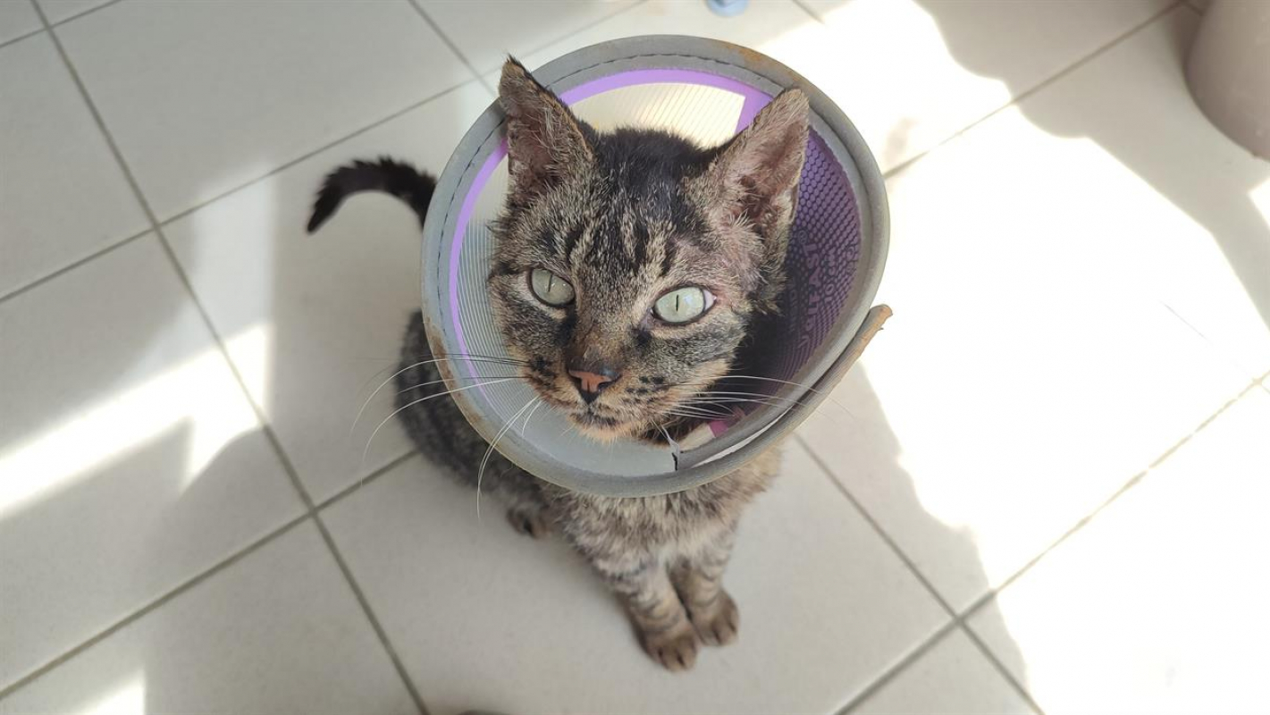 Photo #2 de Moresque