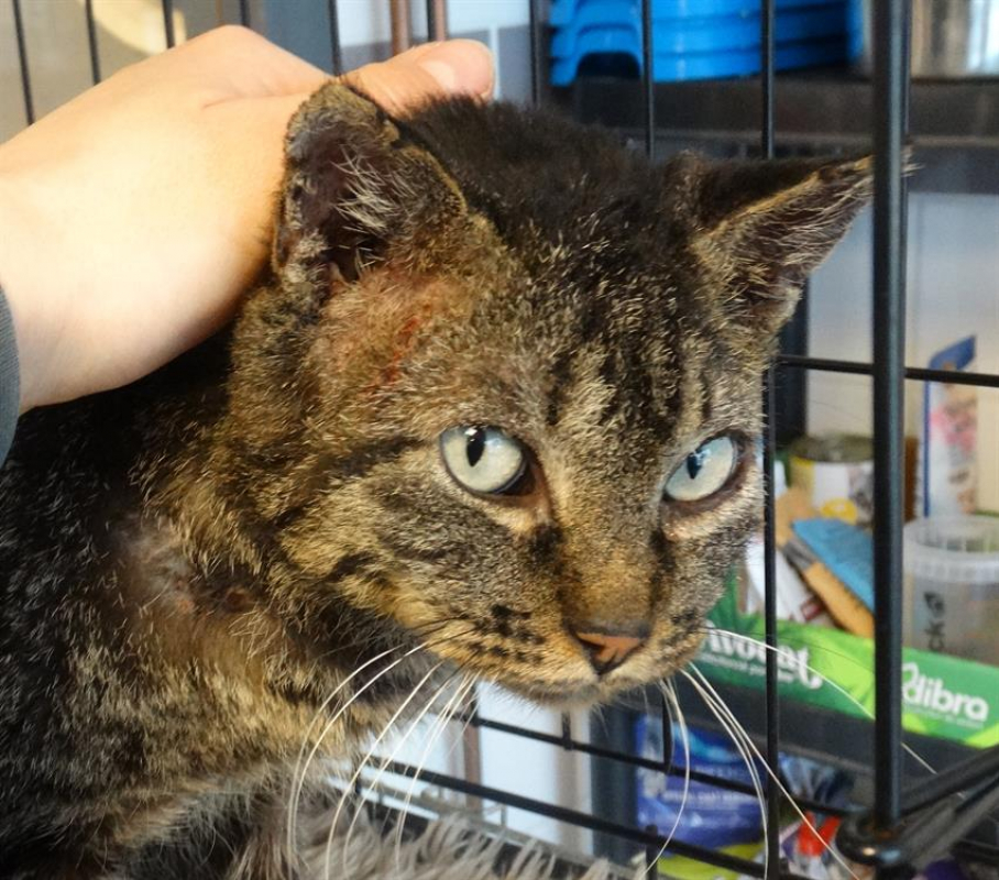 Photo #3 de Moresque