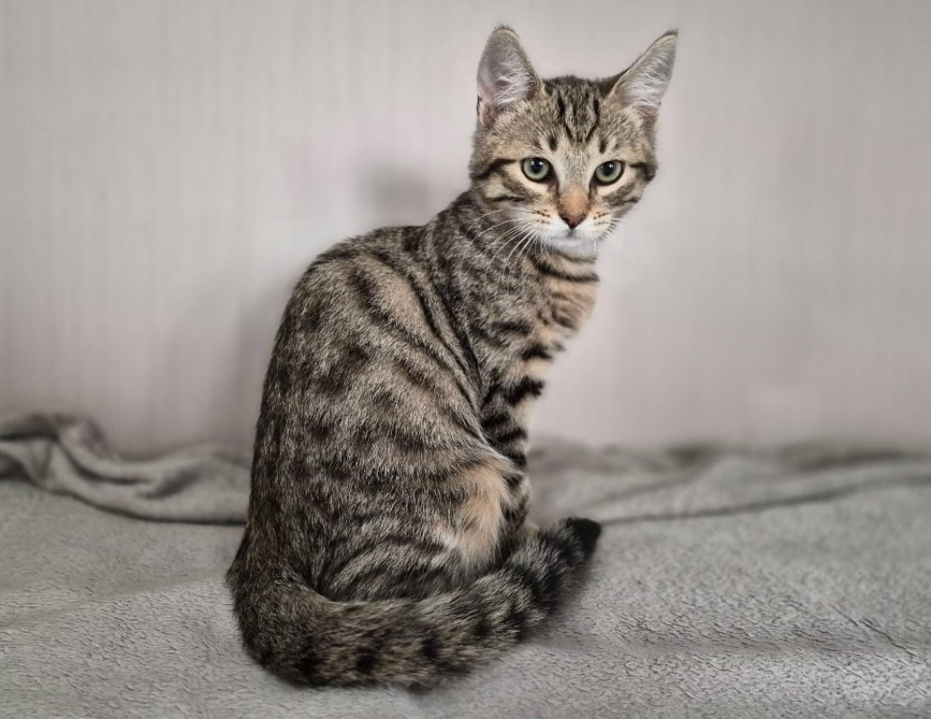Cyrano - Chat Européen à adopter