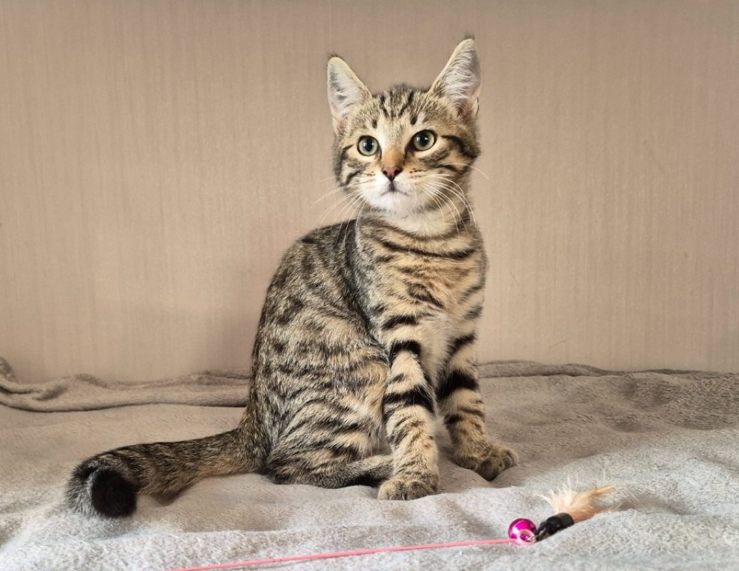Cyrano - Chat Européen à adopter - photo 2