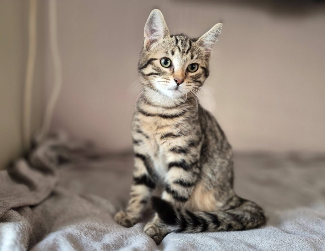 Cyrano - Chat Européen à adopter - photo 3