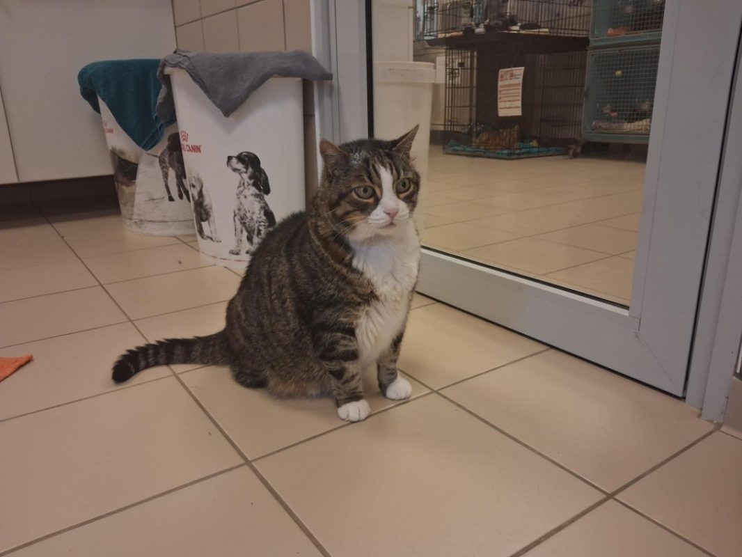Picsou - Chat Européen à adopter