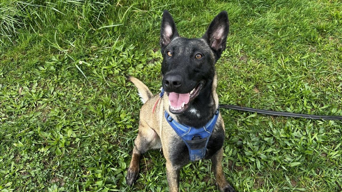 Channie - Chien Berger Belge Malinois à adopter
