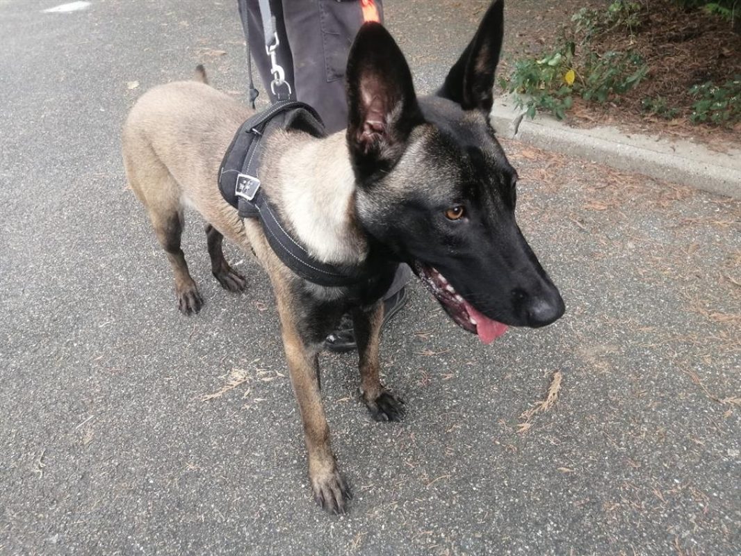 Channie - Chien Berger Belge Malinois à adopter - photo 2