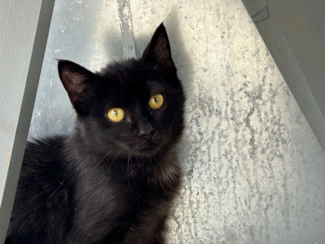Braise - Chat Européen à adopter