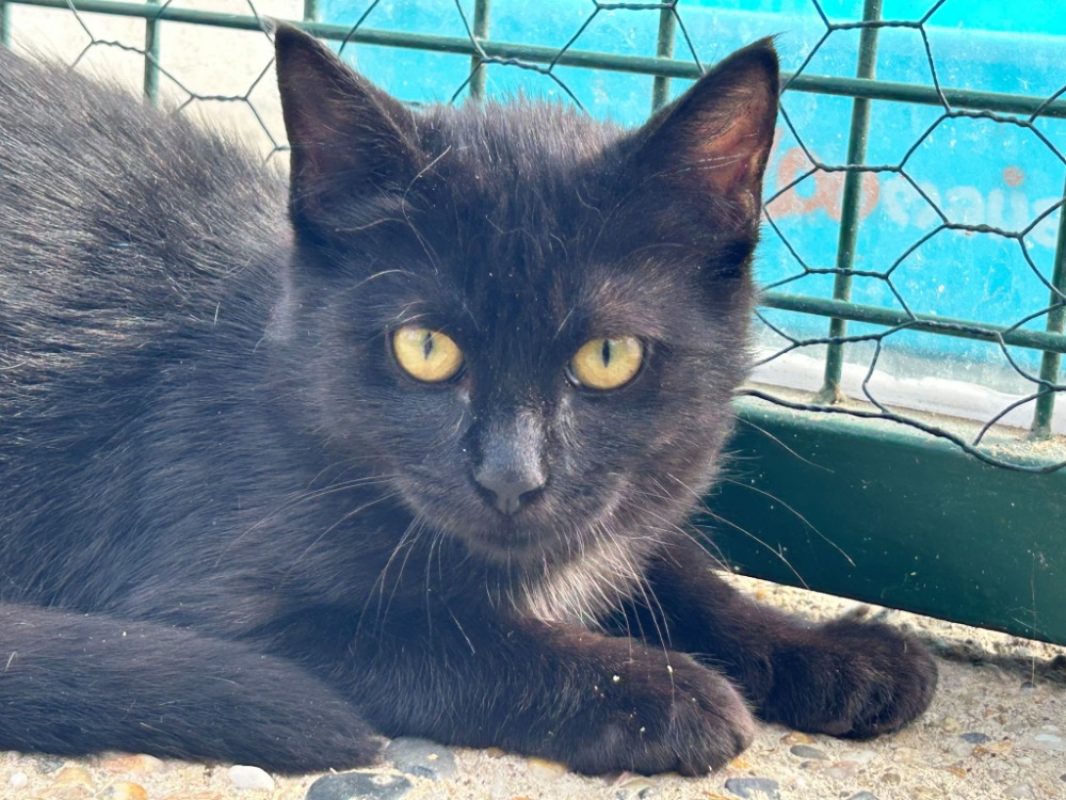 Braise - Chat Européen à adopter - photo 2