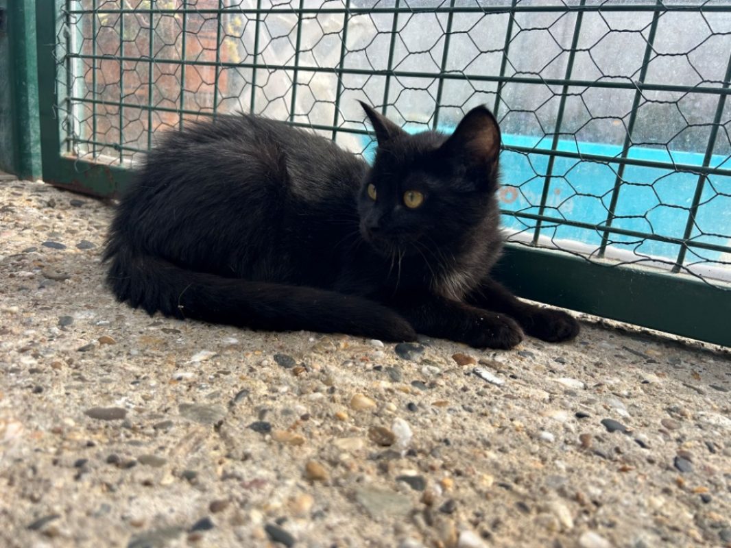 Braise - Chat Européen à adopter - photo 3