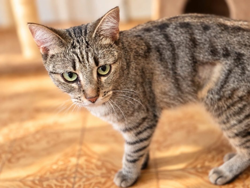 Oxa - Chat Européen à adopter
