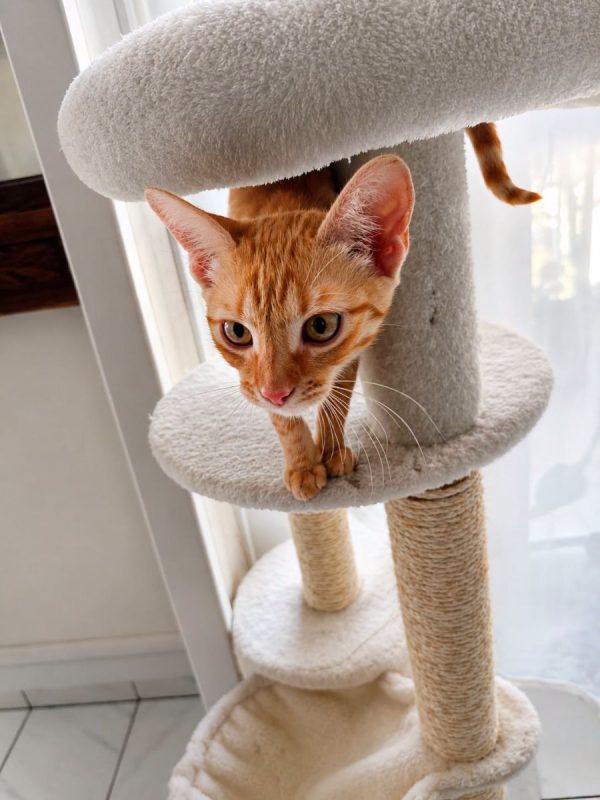 ANITA - Chat Européen à adopter - photo 6