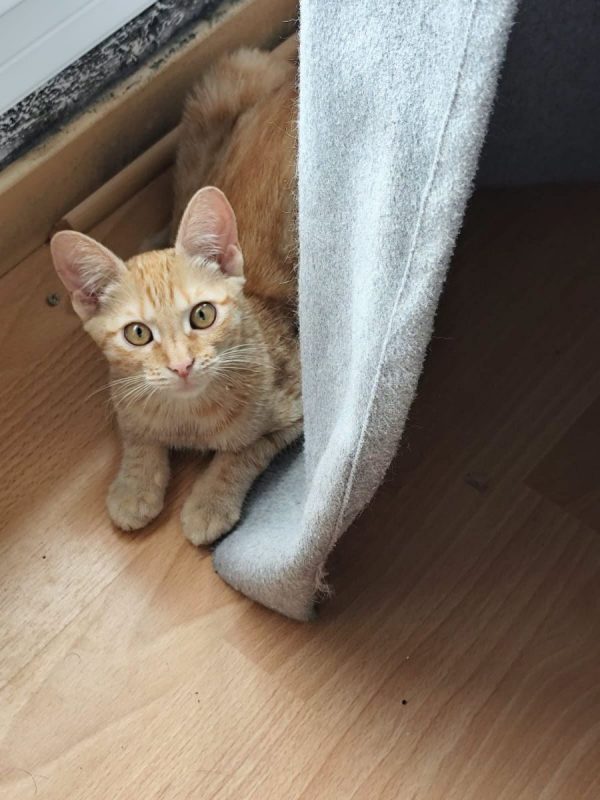 ANITA - Chat Européen à adopter - photo 3