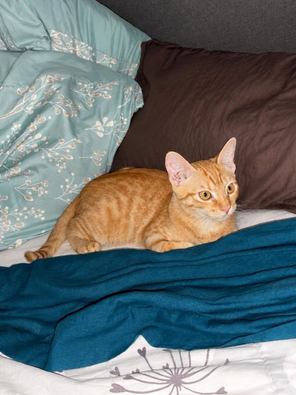 ANITA - Chat Européen à adopter - photo 2