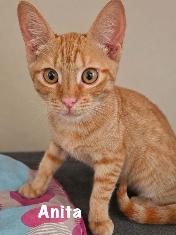 ANITA - Chat Européen à adopter - photo 5