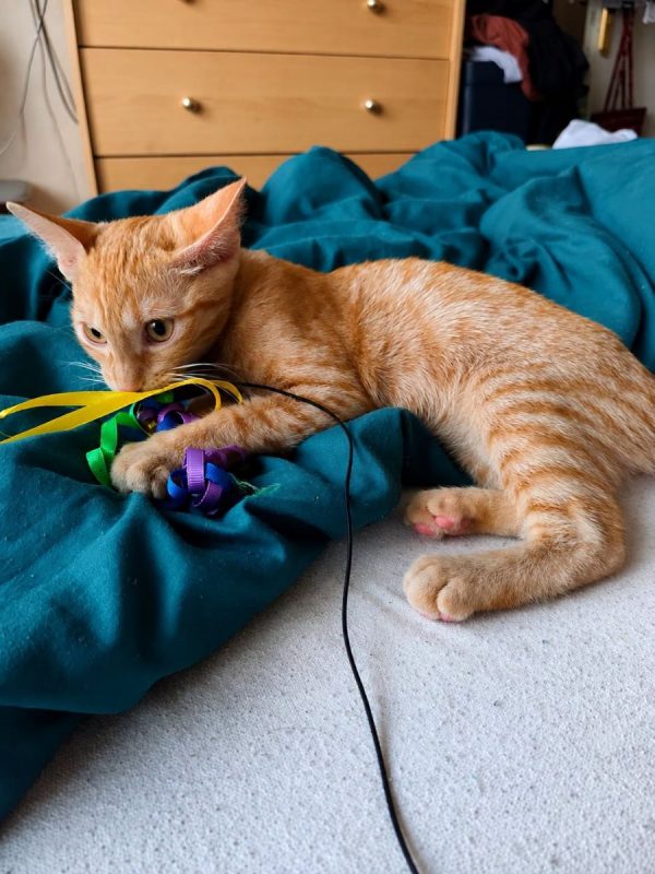 ANITA - Chat Européen à adopter