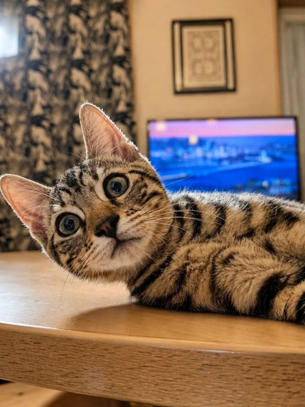 MOOGLI - Chat Européen à adopter - photo 4