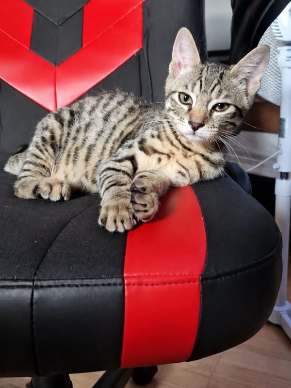 MOOGLI - Chat Européen à adopter - photo 2