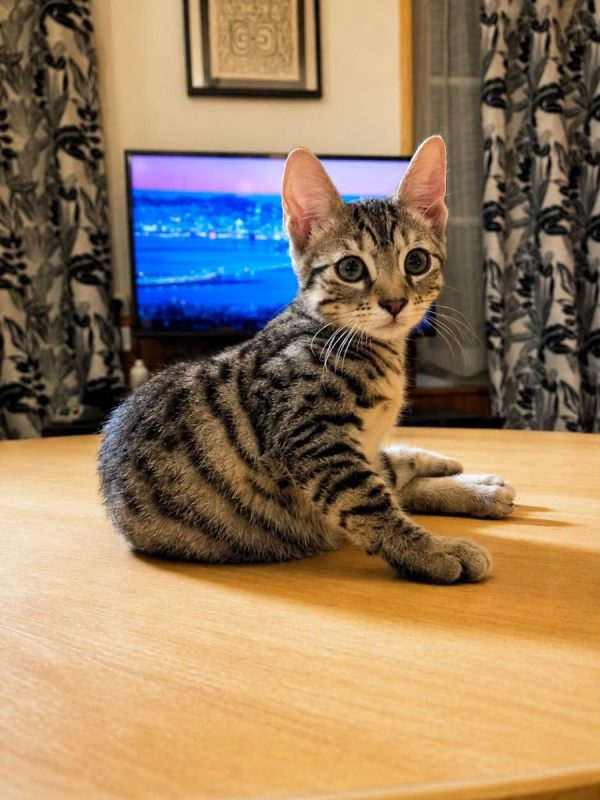 MOOGLI - Chat Européen à adopter - photo 5