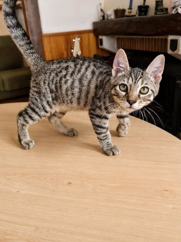 MOOGLI - Chat Européen à adopter