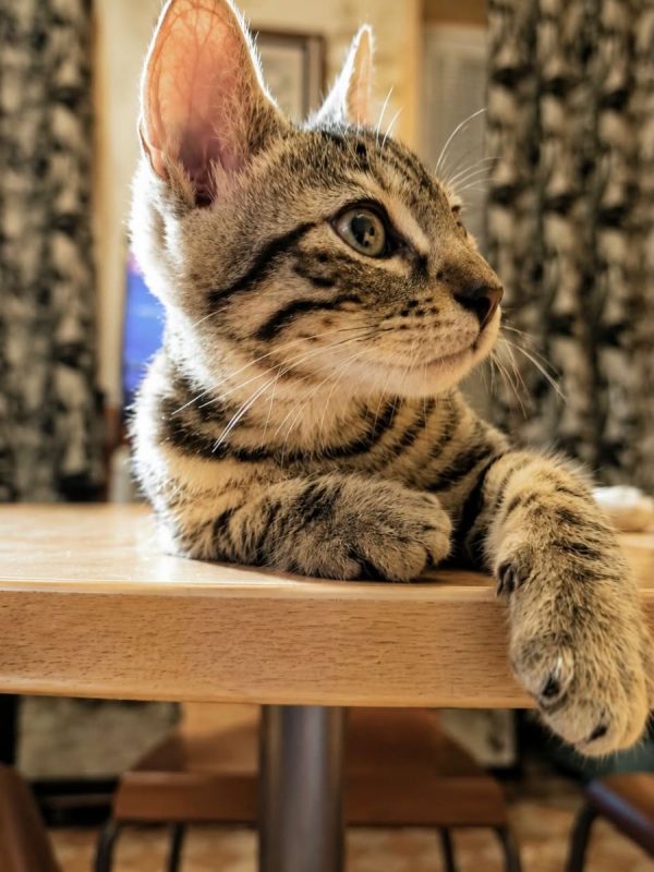 MOOGLI - Chat Européen à adopter - photo 6