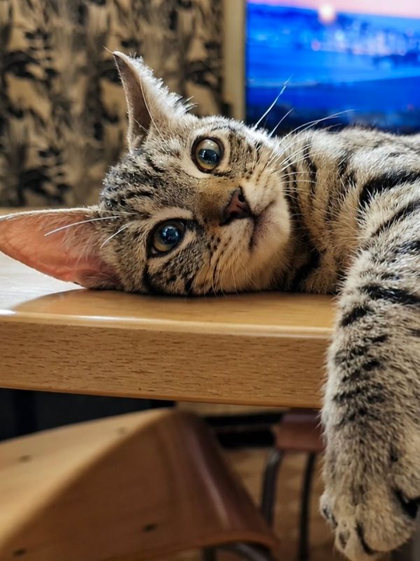 MOOGLI - Chat Européen à adopter - photo 7