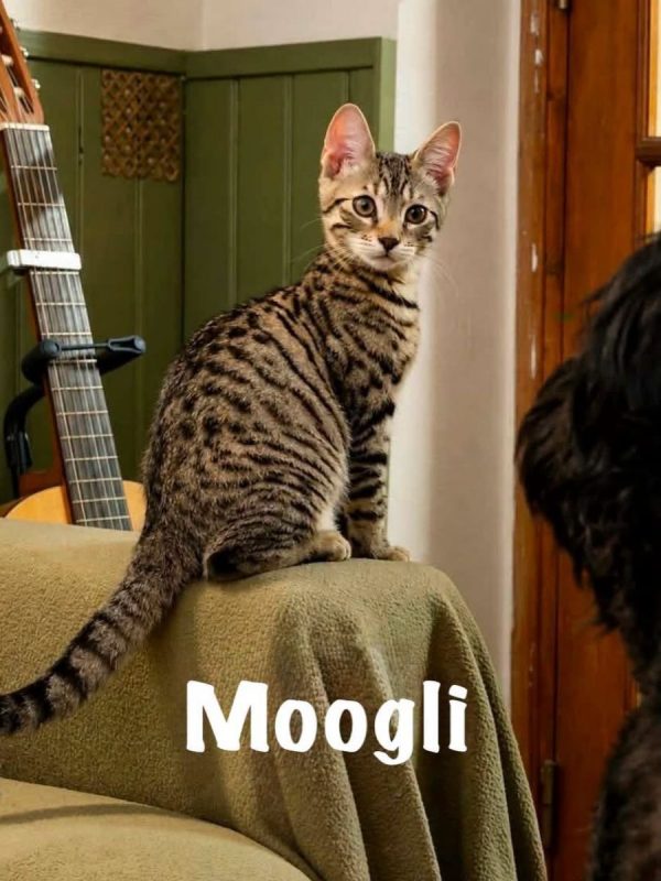 MOOGLI - Chat Européen à adopter - photo 3