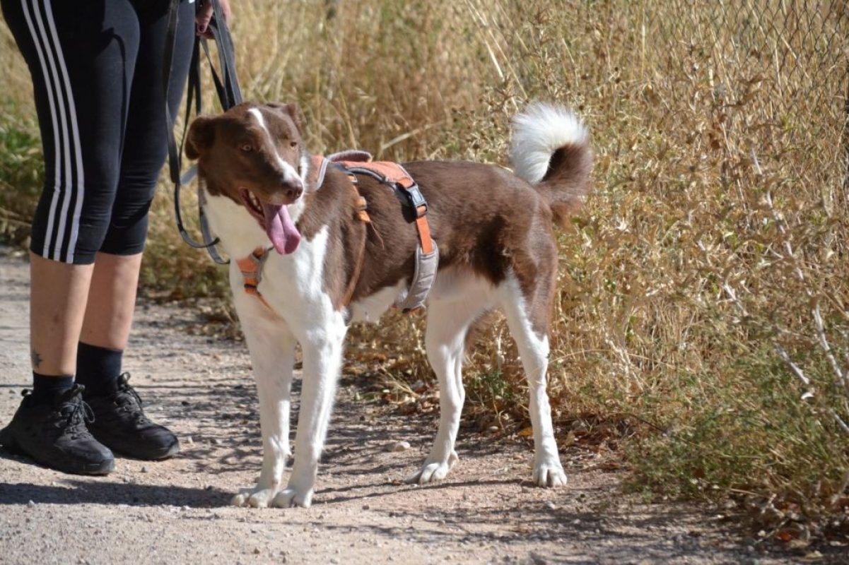 TACO - Chien à adopter - photo 4