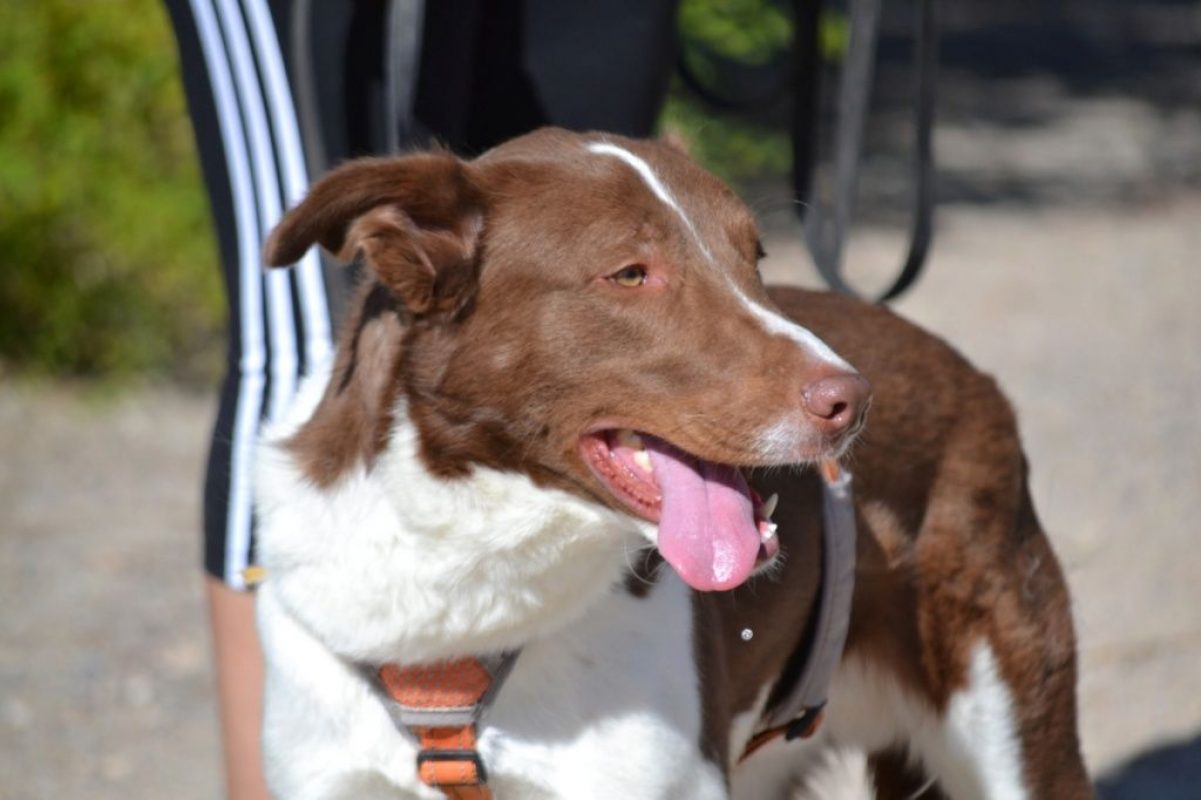 TACO - Chien à adopter