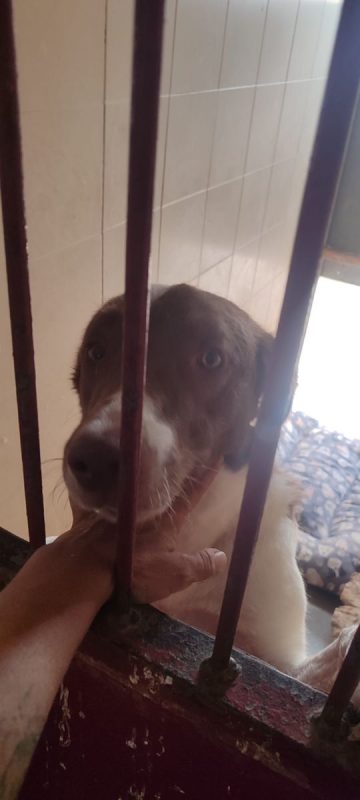 TACO - Chien à adopter - photo 6