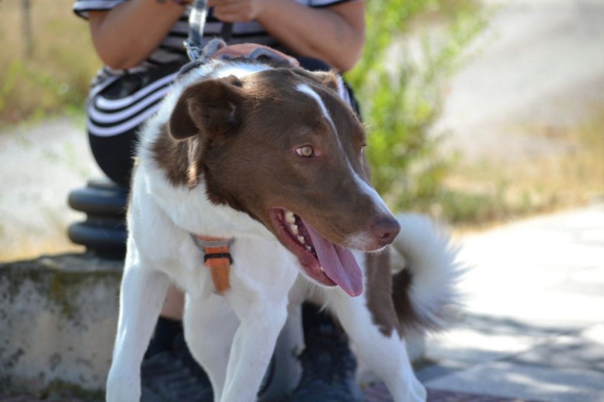 TACO - Chien à adopter - photo 3