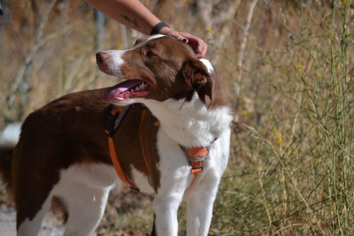 TACO - Chien à adopter - photo 2