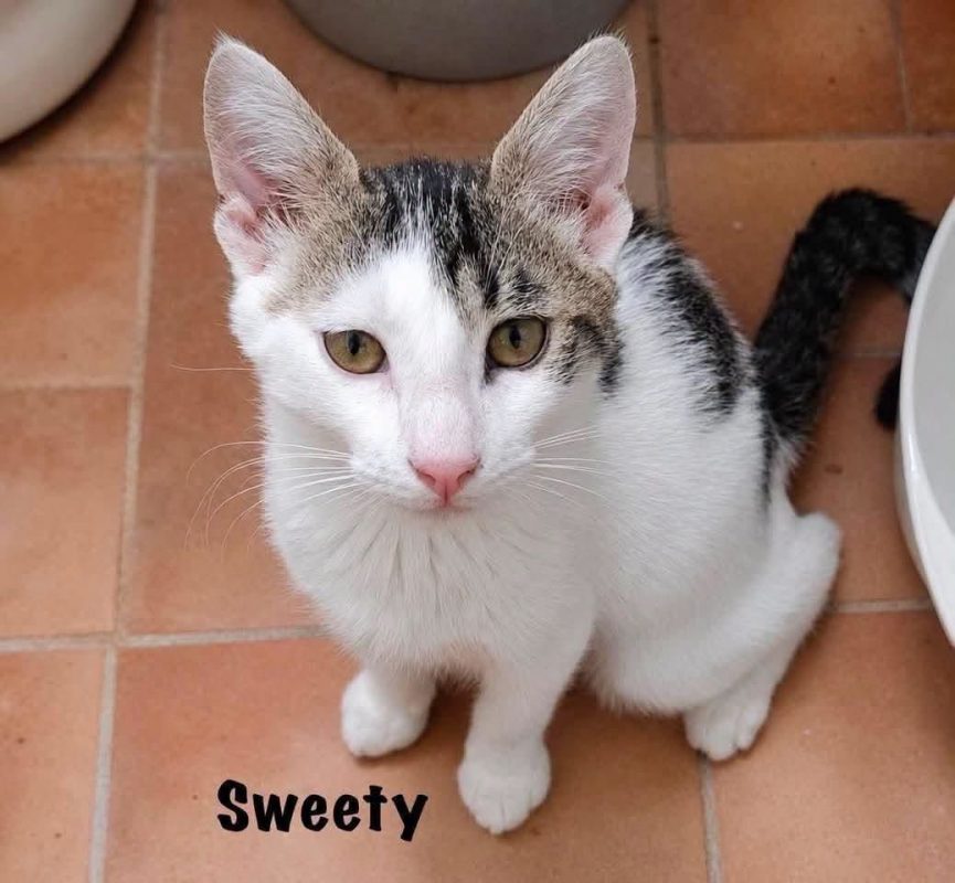 SWEETY - Chat Européen à adopter - photo 4