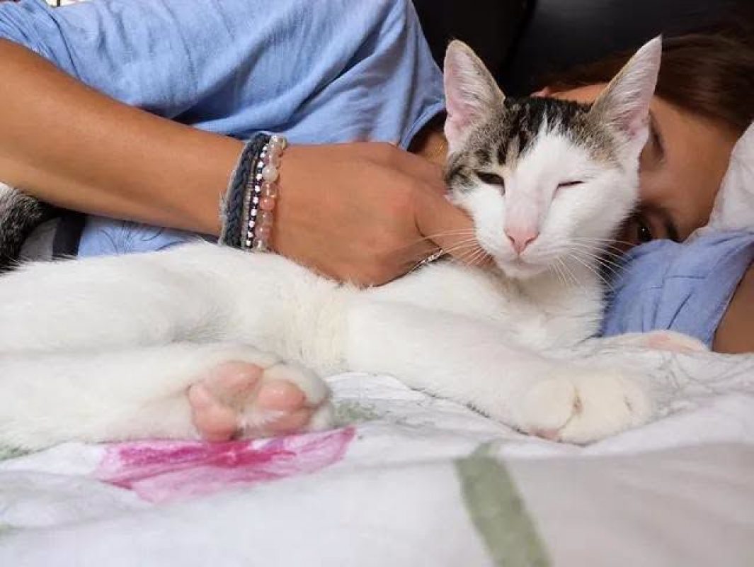 SWEETY - Chat Européen à adopter - photo 2
