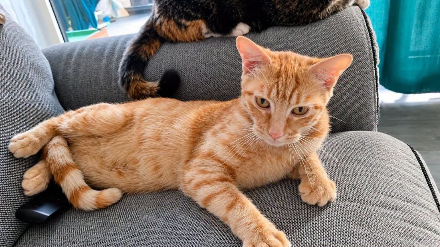 DALIA - Chat Européen à adopter - photo 4